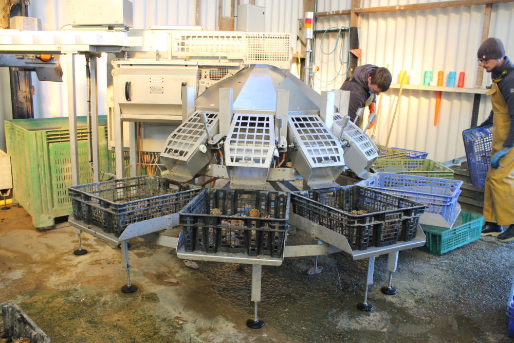 Compact oyster grader